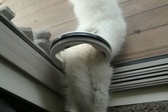 Can to go thru cat flap
